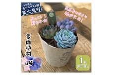 八ヶ岳育ち 多肉植物 寄せ植え 4号 1鉢 ラベルなし インテリア植物 ギフト プレゼント おしゃれインテリア 高冷地育成