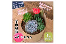 八ヶ岳育ち 多肉植物 ヒボタン寄せ植え 4号 1鉢 ラベルなし インテリア植物 ギフト プレゼント おしゃれインテリア 高冷地育成