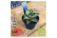 八ヶ岳育ち 多肉植物 アガベ レッドキャットウィーゼル ラベル付き 3.5号 1鉢 インテリア植物 寄せ植え ギフト プレゼント おしゃれインテリア 高冷地育成