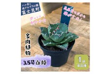 八ヶ岳育ち 多肉植物 アガベ 白鯨 ラベル付き 3.5号 1鉢 インテリア植物 寄せ植え ギフト プレゼント おしゃれインテリア 高冷地育成