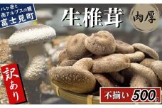 訳あり 肉厚 生しいたけ 500g 八ヶ岳山麓育ち 国産 朝採れ 安心安全 農薬不使用 ハウス栽培 芳醇な香り 形不揃い 椎茸 信州