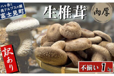 訳あり 肉厚 生しいたけ 1kg 八ヶ岳山麓育ち 国産 朝採れ 安心安全 農薬不使用 ハウス栽培 芳醇な香り 形不揃い 椎茸 信州