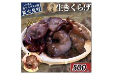【2026年先行予約】 肉厚 ぷりぷりコリコリ 生きくらげ 500g 八ヶ岳山麓育ち 国産 安心安全 農薬不使用 ハウス栽培 食物繊維 信州 送料無料 [7月中旬発送開始]