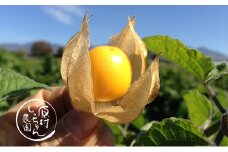 フルーツほおずき「太陽の子」500g