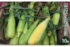 2025年度先行予約【種to菜園】無農薬トウモロコシ10本
