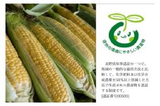 219 先行予約！長野県認証スイートコーン 数量限定 ７～８月発送