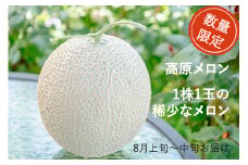221 先行予約 高原メロン 1株から1玉しかとれない稀少なメロン2玉入り【お盆前お届け】