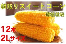 373 疎植栽培 朝取りスイートコーン  ７月～8月発送　そろそろ発送！！