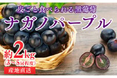 皮ごと食べられる黒葡萄 ナガノパープル約2kg ※クレジット限定 葡萄 ぶどう ブドウ 長野 フルーツ 果物 信州産 長野県産 特産 産地直送 おすすめ デザート　[№5675-1107] 