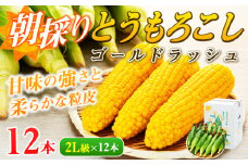 朝採れ とうもろこし 12本 2L ゴールドラッシュ グラビス トウモロコシ コーン 野菜 旬の野菜 夏野菜 信州 長野 長野県 [№5675-1156]