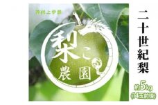 信州産 梨 二十世紀梨 約5kg（14玉前後） 先行予約 フルーツ 果物 長野 長野県産 信州産 デザート おすすめ 特産 産地直送　[№5675-1260] 