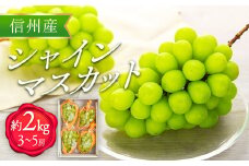 シャインマスカット 2kg 3～5房 ぶどう 葡萄 ブドウ マスカット 果物 くだもの フルーツ 旬の果物 旬のフルーツ 信州 長野 長野県 [№5675-1339]