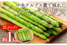 アスパラガス 約1kg 2Lアップ 野菜 グリーンアスパラガス 春野菜 カロテン ビタミン 緑黄色野菜 栄養たっぷり 国産 長野県産 上伊那産 食材 食べ物 こだわりの逸品 やわらかな食感 [№5675-1344]