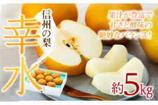 梨 幸水 5kg 2025年秋! 信州の梨 シャリっとしてみずみずしい梨 果物 くだもの フルーツ 旬の果物 旬のフルーツ 信州 長野 長野県 　[№5675-1372]