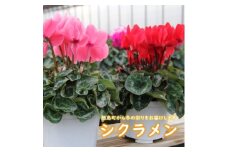 シクラメン　色・品種おまかせ　5号鉢×2鉢セット【1602462】