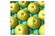 二十世紀梨 9kg(秀24～28玉)【1615462】