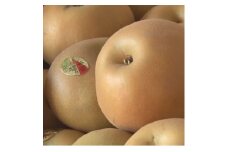南水梨 4.5kg(秀10～12玉)【1615471】