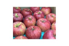 サンふじ 家庭用 4.5kg(赤秀13～14度の糖度保障)【1615476】