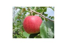 ＜南信州あじさい農園＞葉とらずりんご(シナノリップ)約5kg【1592846】