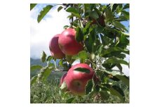 ＜南信州あじさい農園＞葉とらずりんご(紅玉)約4.5kg【1593197】