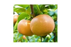 ＜2025年＞信州の梨　おまかせ　約5kgセット【1540759】