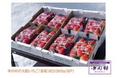 中川村の大粒いちご（章姫）約2000ｇ（８P）