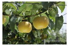 農家直送】森越農園のなし（幸水）約５Kg