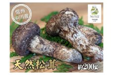 中川村の秋の味覚　松茸　約200g