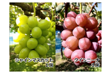 農家直送】宮下ぶどう園のぶどう２種セット【シャインマスカット、クイーンニーナ】　約１Kg±