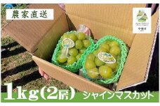 農家直送】宮下ぶどう園直送　シャインマスカット　約１Kg