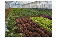 農園直送】はっぱ屋のはっぱ野菜セット