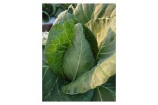 農園直送】はっぱ屋のみさきキャベツ