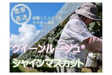 担当者おすすめ　旬の果物セット（桃沢ぶどう園のぶどう）
