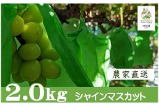 農家直送】宮下ぶどう園直送　シャインマスカット　約２Kg±