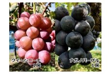 農家直送】宮下ぶどう園のぶどう２種セット【ナガノパープル＆クイーンニーナ】　約１Kg