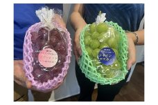 担当者おすすめ「味覚の里なかがわ」の採れたてくだもの
【農家直送】木下農園のぶどう２種セット　約１Kg（シャインマスカットとスカーレット）