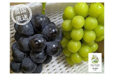 担当者おすすめ「味覚の里なかがわ」の旬のくだもの～フルーツガーデン松村のぶどう　味比べ２種セット　１㎏±