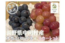 担当者おすすめ「味覚の里なかがわ」の採れたてくだもの
【農家直送】宮下ぶどう園のぶどう２種セット　約１Kg（ナガノパープルとスカーレット）