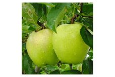 農園直送】マルミ農園のりんご（シナノゴールド）（小玉）約５㎏