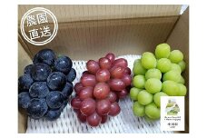 担当者おすすめ「味覚の里なかがわ」の旬のくだもの～フルーツガーデン松村のぶどう　味比べ３種セット　約1.8Kg