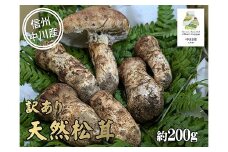 中川村の秋の味覚　松茸（訳あり）　約200g