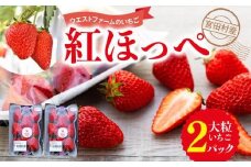宮田村産　ウエストファームのいちご　紅ほっぺ　約240g×2パック（いちご 果物 くだもの フルーツ 食品 上伊那 宮田村 長野 信州 産地直送 べにほっぺ 新鮮 甘い 甘酸っぱい お取り寄せ 人気 ギフト 贈答 お祝い プレゼント スイーツ デザート ビタミンC 春 限定 国産 日本産 自然派 安心 安全 家庭用 贈答用 朝食用 ヘルシー 健康 食材）