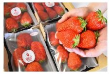 宮田村産　ウエストファームのいちご　紅ほっぺ　約240g×4パック（いちご 果物 くだもの フルーツ 食品 上伊那 宮田村 長野 信州 産地直送 べにほっぺ 新鮮 甘い 甘酸っぱい お取り寄せ 人気 ギフト 贈答 お祝い プレゼント スイーツ デザート ビタミンC 春 限定 国産 日本産 自然派 安心 安全 家庭用 贈答用 朝食用 ヘルシー 健康 食材）