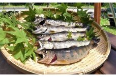 宮田村産こだわりのヤマメ12匹セット（息吹館）【山女 山女魚 やまめ 魚介類 魚貝類  水産 BBQ キャンプ 季節限定 お魚 さかな 食品 駒ヶ岳 清流 上伊那 宮田村 長野 ご当地グルメ 高級 食材 人気 贈答 ギフト お祝い プレゼント プレミアム 食文化 高級食材 お取り寄せ 山荘 息吹館 新鮮】