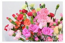 宮田村産『カーネーション』の花束　（通常発送、４月～１０月発送）（雑貨 日用品 花 植物 人気 フラワー プレゼント ギフト お祝い 贈答 贈り物 誕生日 記念日 母 インテリア 色鮮やか デコレーション 上伊那 宮田村 長野 信州）