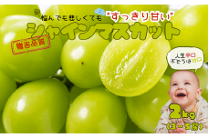 JA11-25A ぶどう シャインマスカット 約2kg ／2025年9月中旬～10月中旬ごろ配送 // 長野県 南信州 シャイン マスカット 種なし 大粒 甘い 葡萄 人気 新鮮 厳選 贈答 ぶどう三姉妹