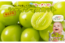 JA11-25A ぶどう シャインマスカット 約2kg ／2025年9月中旬～10月中旬ごろ配送 // 長野県 南信州 シャイン マスカット 種なし 大粒 甘い 葡萄 人気 新鮮 厳選 贈答 ぶどう三姉妹