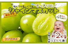 JA11-25A ぶどう シャインマスカット 約2kg ／2025年9月中旬～10月中旬ごろ配送 // 長野県 南信州 シャイン マスカット 種なし 大粒 甘い 葡萄 人気 新鮮 厳選 贈答 ぶどう三姉妹