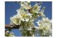 貴陽の花です