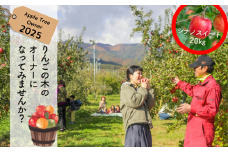 KO03-25A りんごの木のオーナー 20kg限定 【シナノスイート】 / 2025年10月上旬～中旬頃 収穫 // 長野県 南信州 松川町産 りんごオーナー りんごの木オーナー りんご狩り 体験 収穫 くだもの狩り フルーツ狩り 収穫体験 